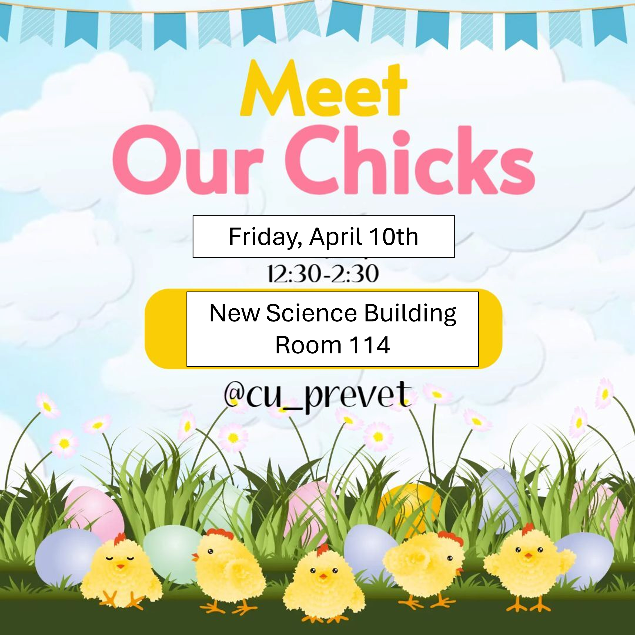 Image of Meet our Chicks