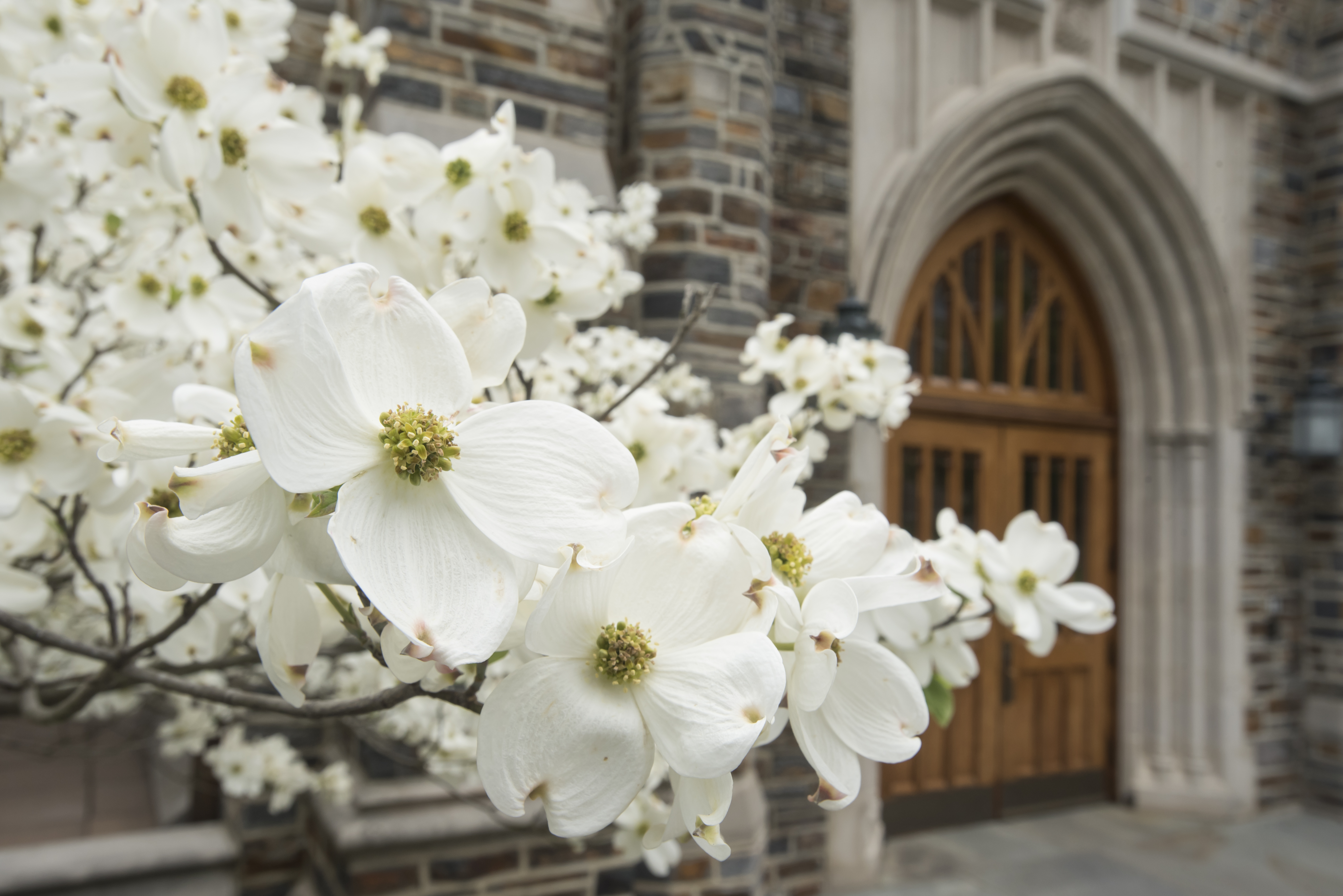 Dogwood blossoms at the entrance to the Westbrook Building: Les Todd/LKT Photography