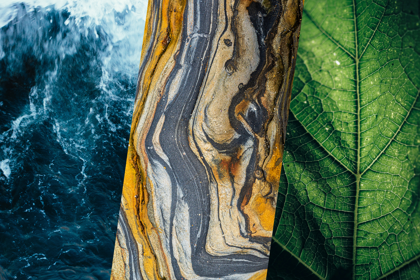 Detailed cross section views of a leaf, intricate lines of rock and choppy ocean waters to represent Duke Nicholas School of the Environment
