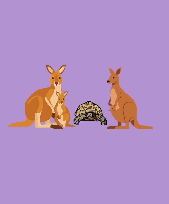 Image of Kangaroo Encounters