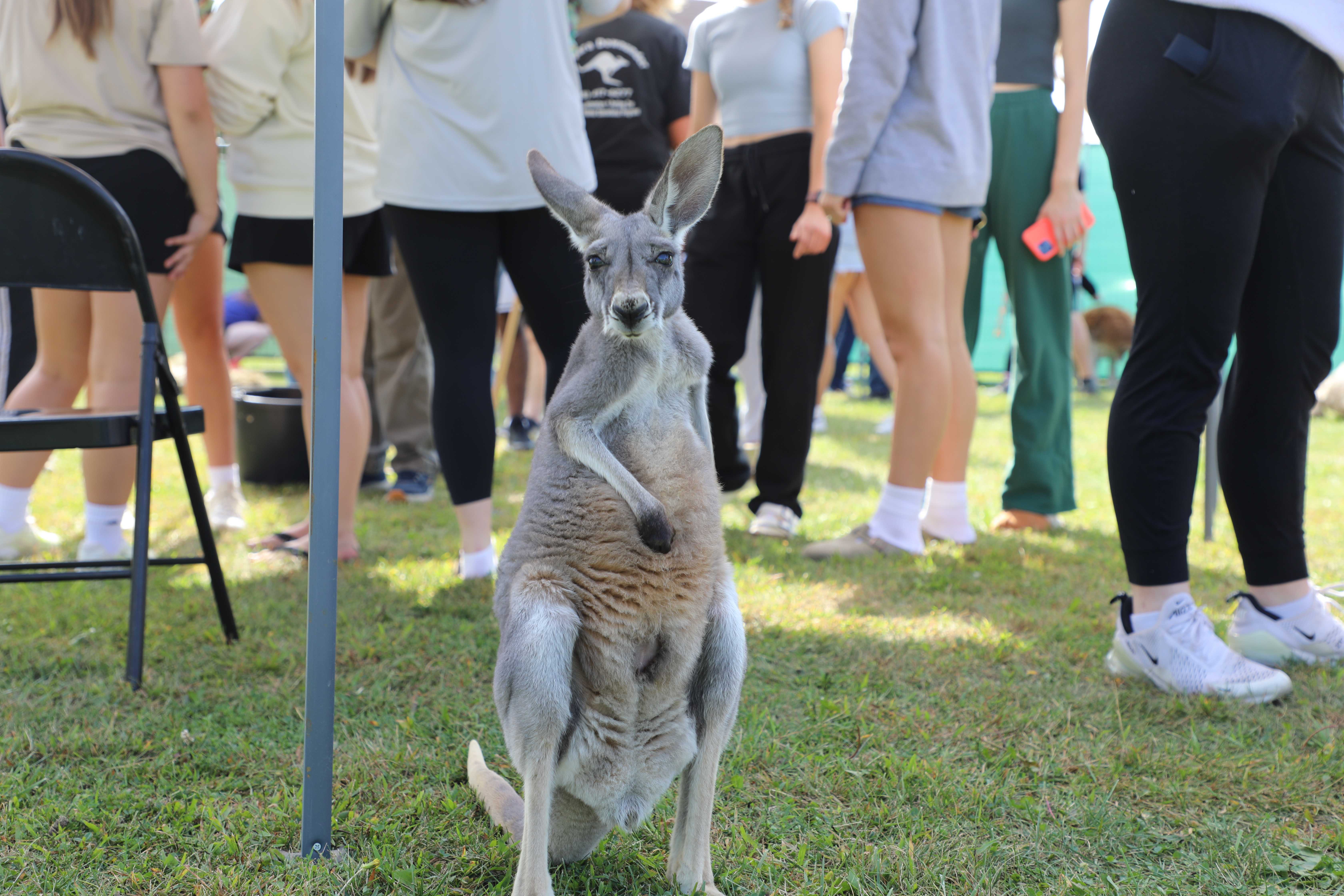Image of Kangaroo Encounter