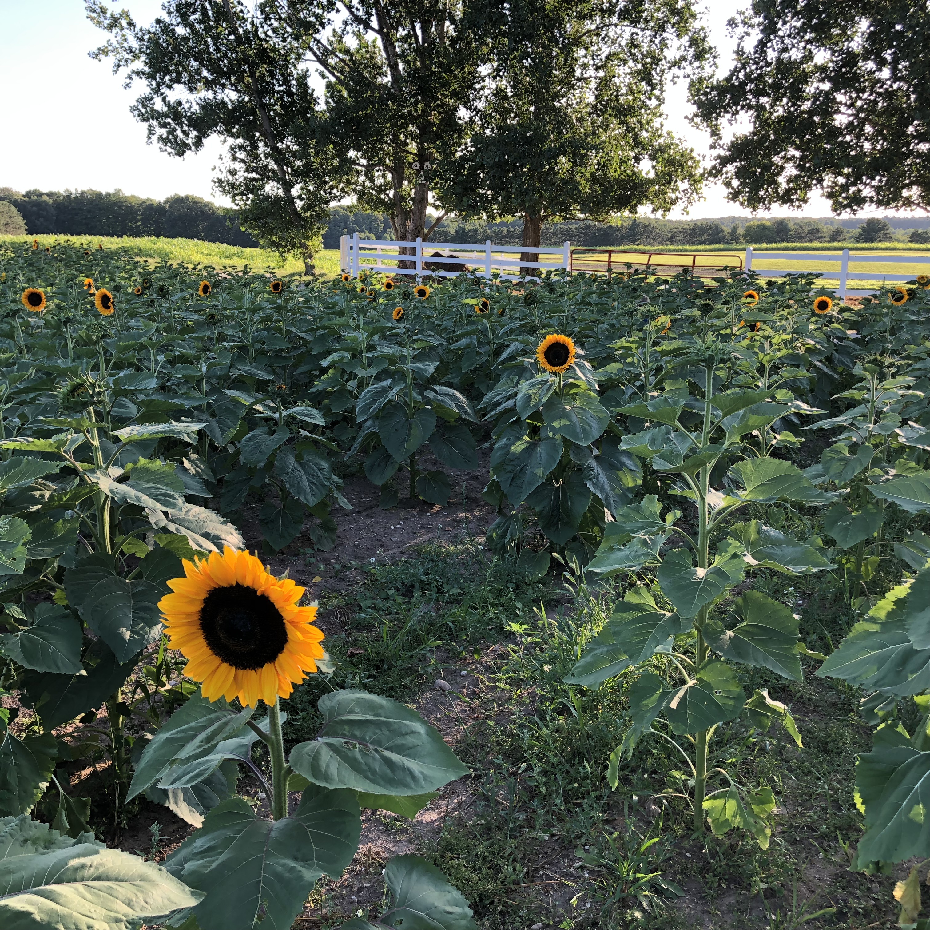 Image of From Farm to Future: Sustainable Agriculture in Berrien County Roundtable Discussion