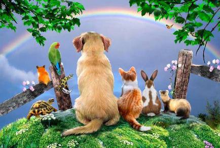 Image of Rainbow Bridge Remembrance Service