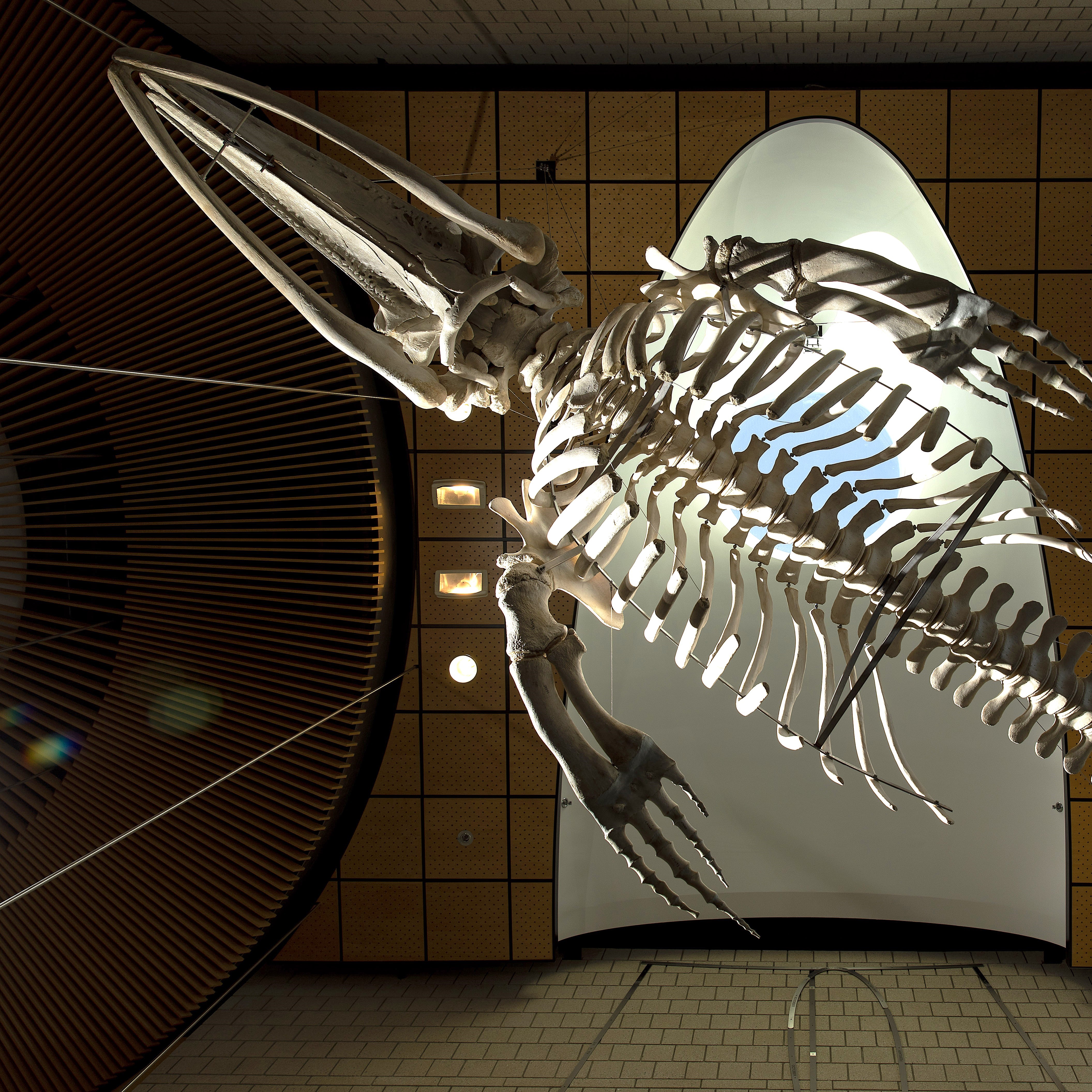 Whale Skeleton Harned Hall