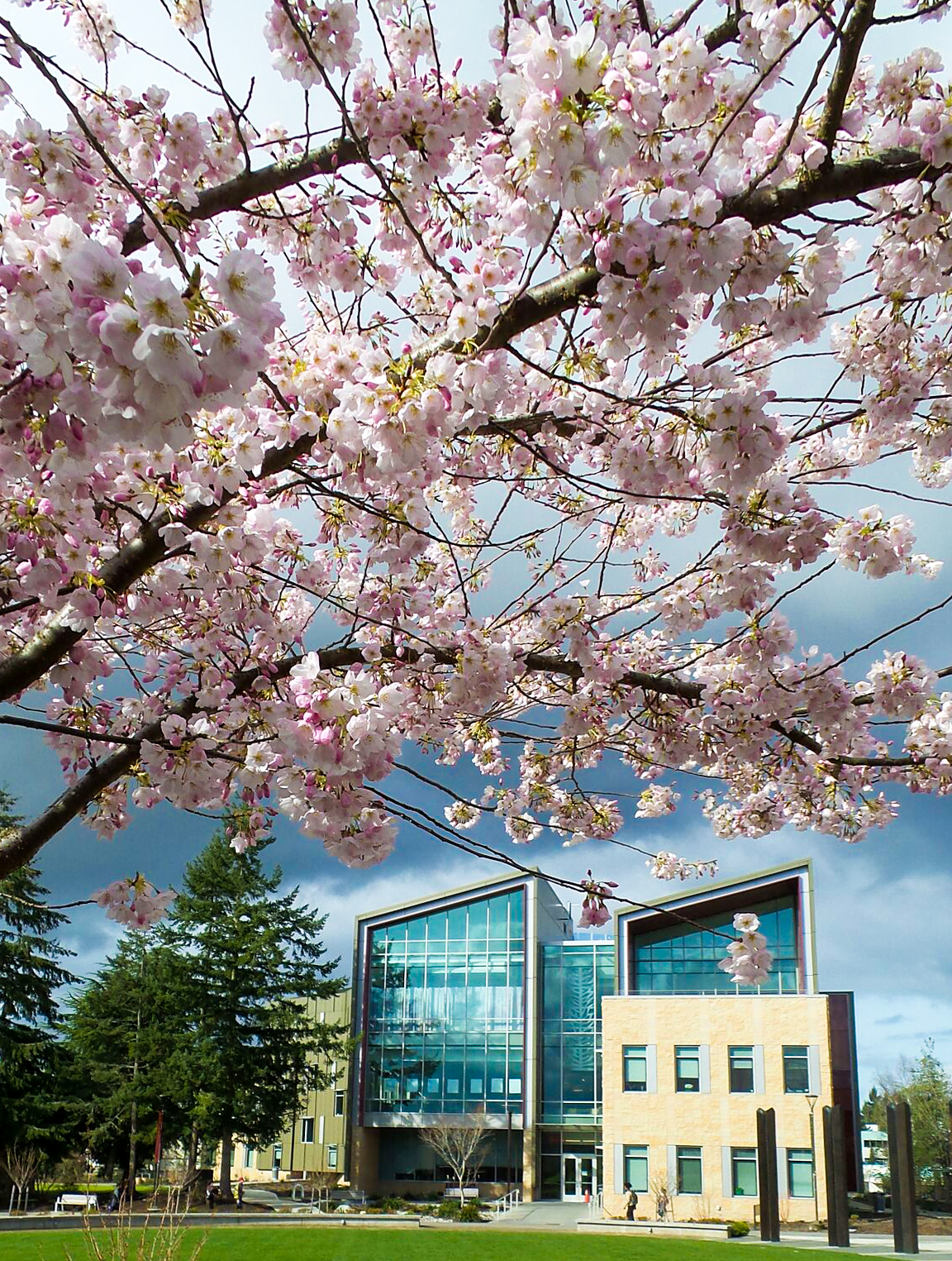 Cherry Blossom Tree with Tacoma Campus in Background