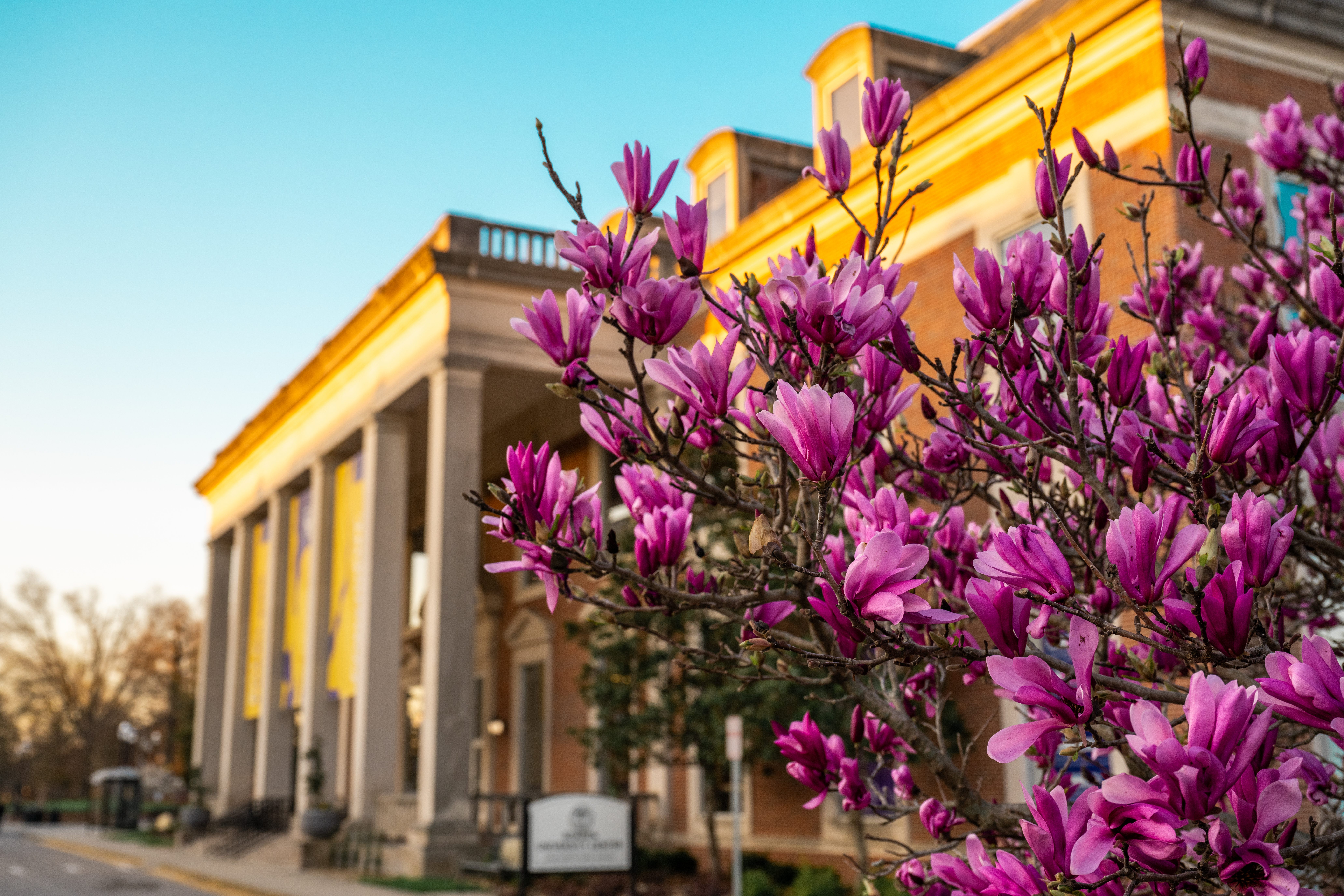 Purple flowering tree on Tennessee Tech University Campus.
