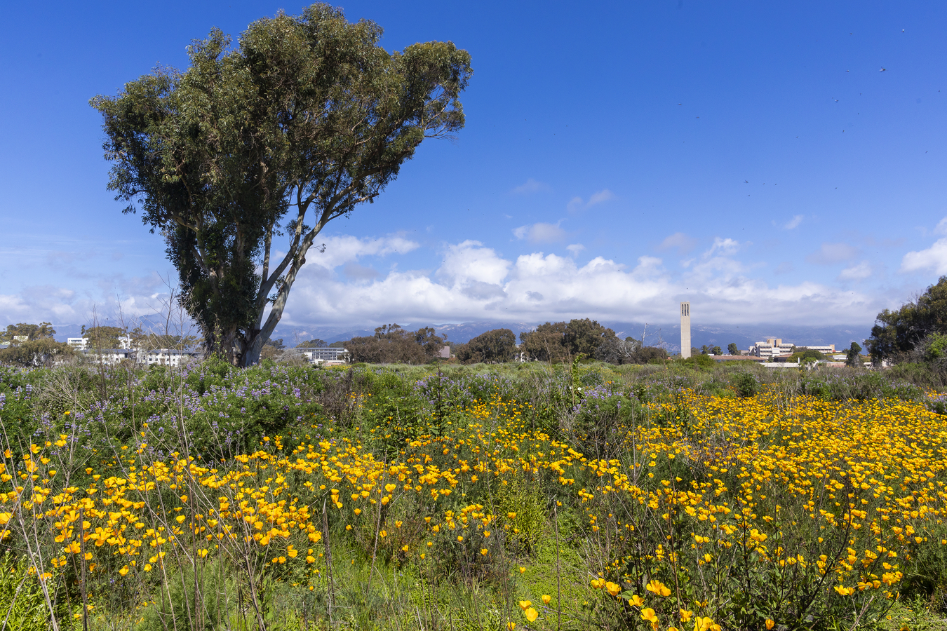 View of Campus from Lagoon with Wildflowers